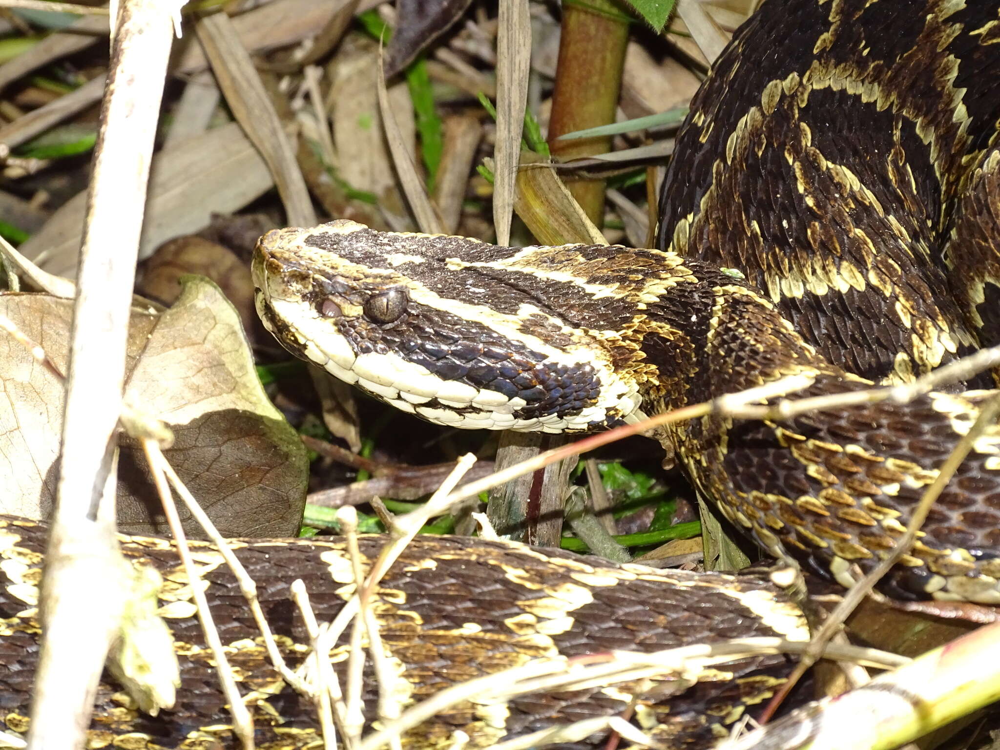 Слика од Bothrops fonsecai Hoge & Belluomini 1959