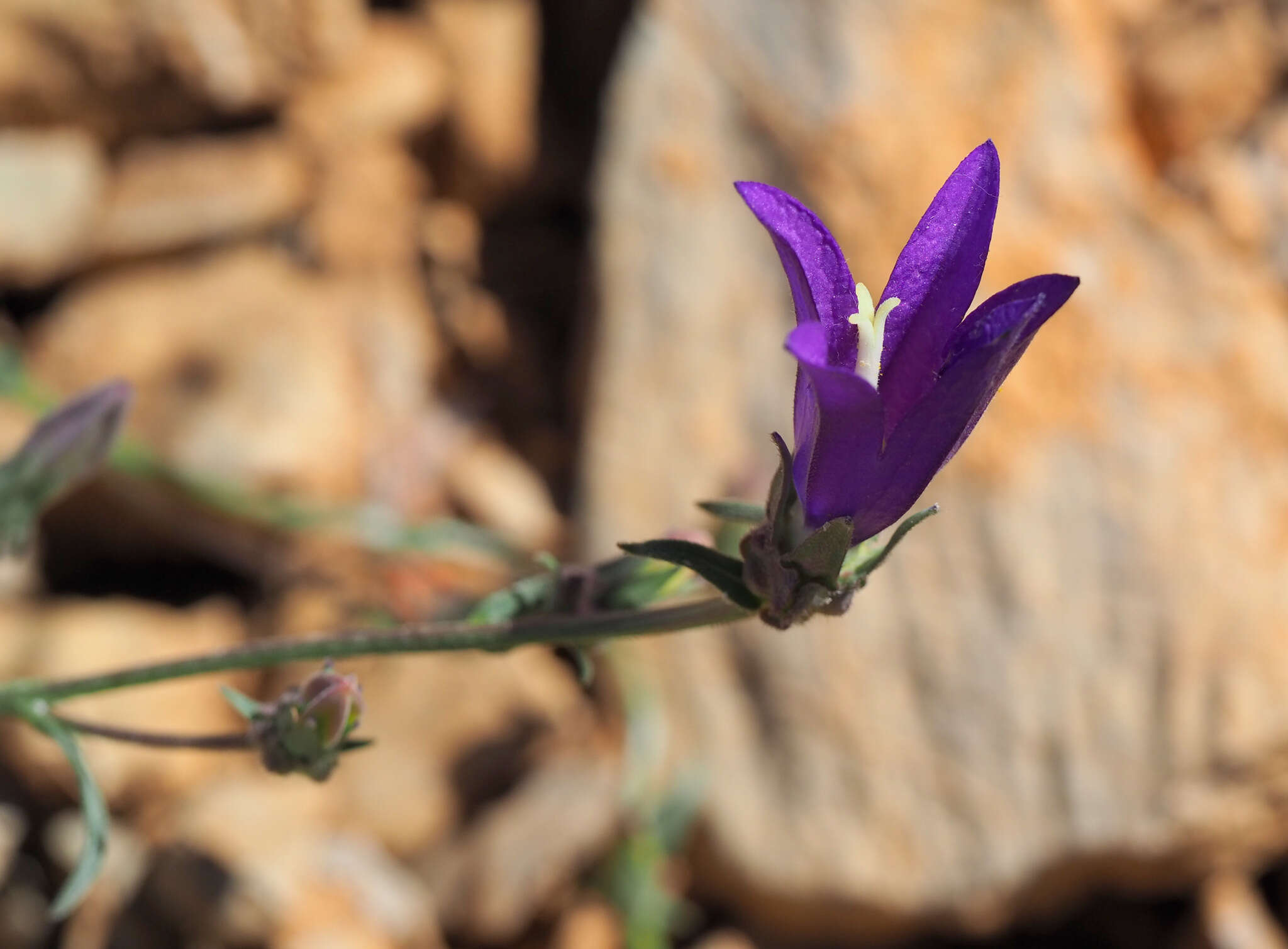 Imagem de Campanula stricta L.