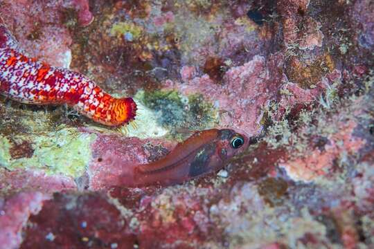 Image of Cryptic cardinalfish