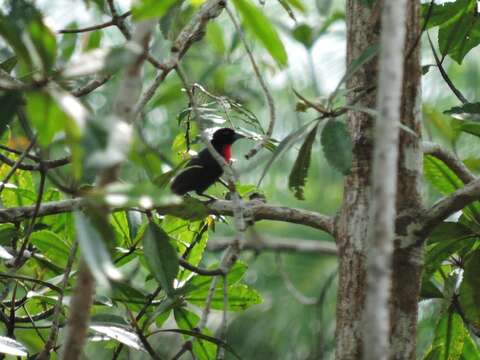 Image of Blue-billed Malimbe