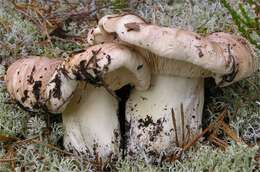 Image of Tricholoma roseoacerbum A. Riva 1984