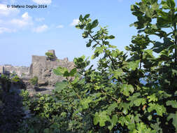 Imagem de Ficus carica L.