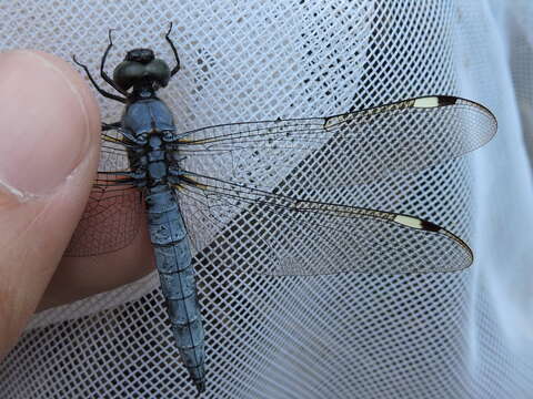 Слика од Libellula cyanea Fabricius 1775