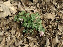 Image of Corydalis glaucescens Regel