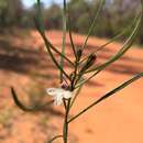 Слика од Goodenia disperma F. Müll.