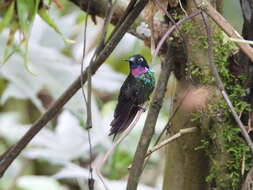 Image of Tourmaline Sunangel