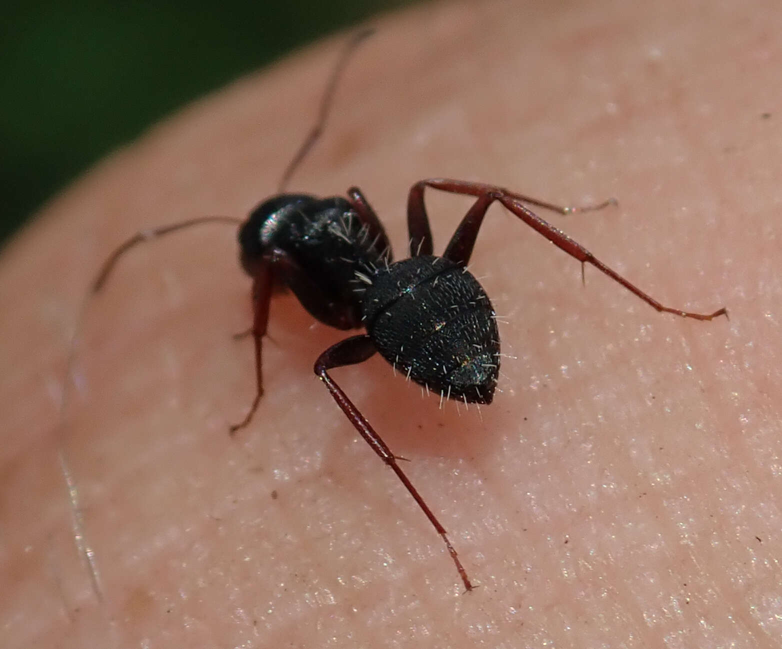 Image of Camponotus auropubens Forel 1894