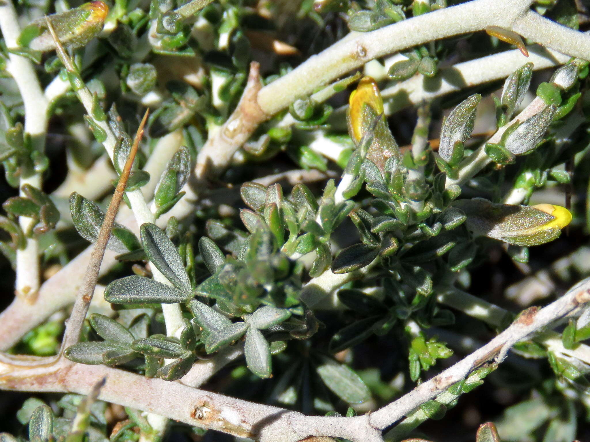 Image of Melolobium candicans (E. Mey.) Eckl. & Zeyh.