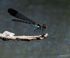 Image of Myristica Sapphire