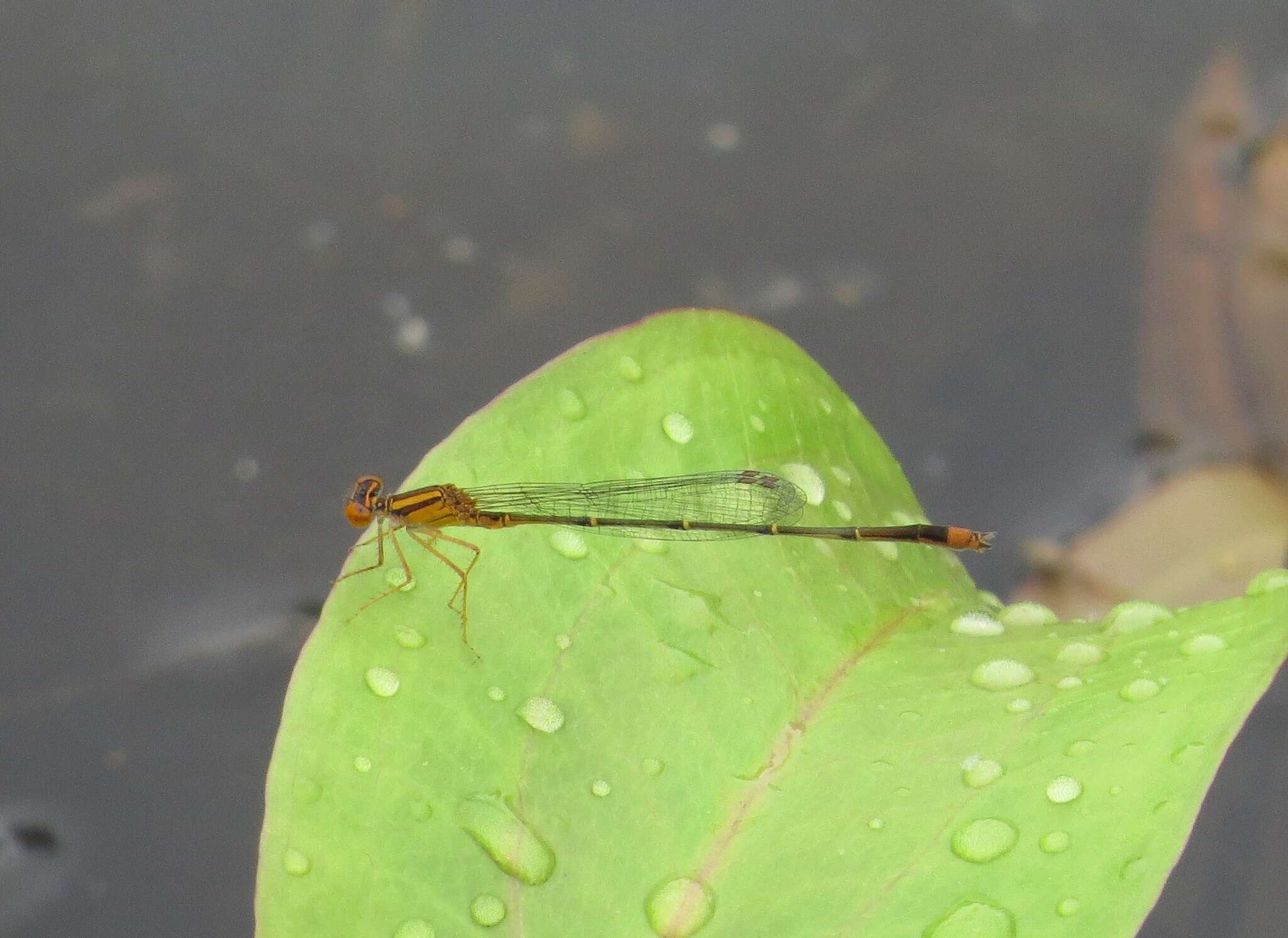 Image of Orange Bluet