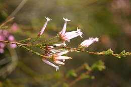 Image of Erica infundibuliformis Bartl.