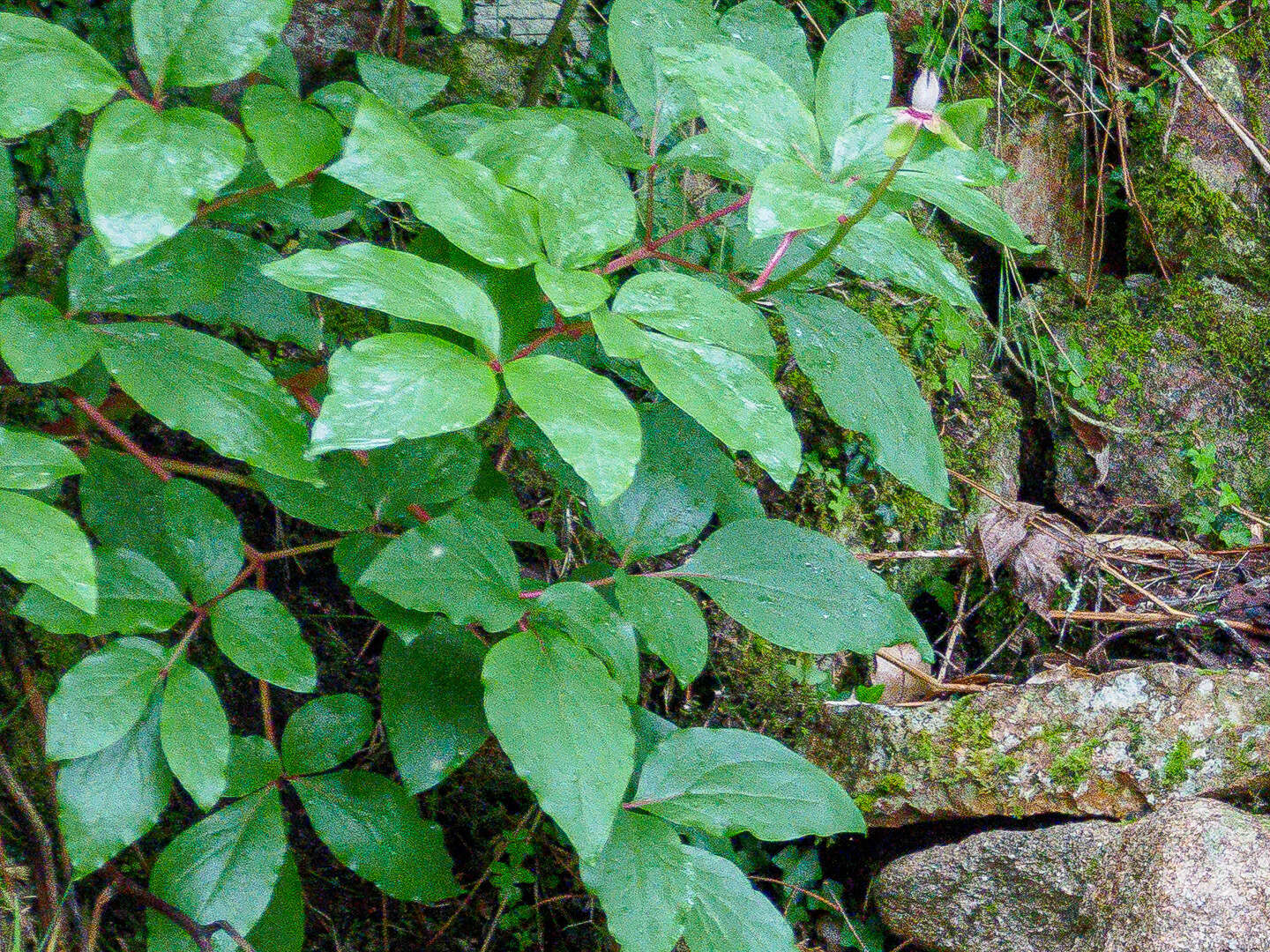 Image of Paeonia coriacea Boiss.