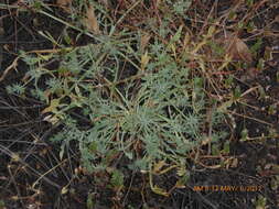 Image de Eryngium aristulatum subsp. parishii (Coulter & Rose) R. M. Beauchamp