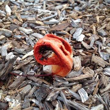 Image of Clathrus columnatus Bosc 1811