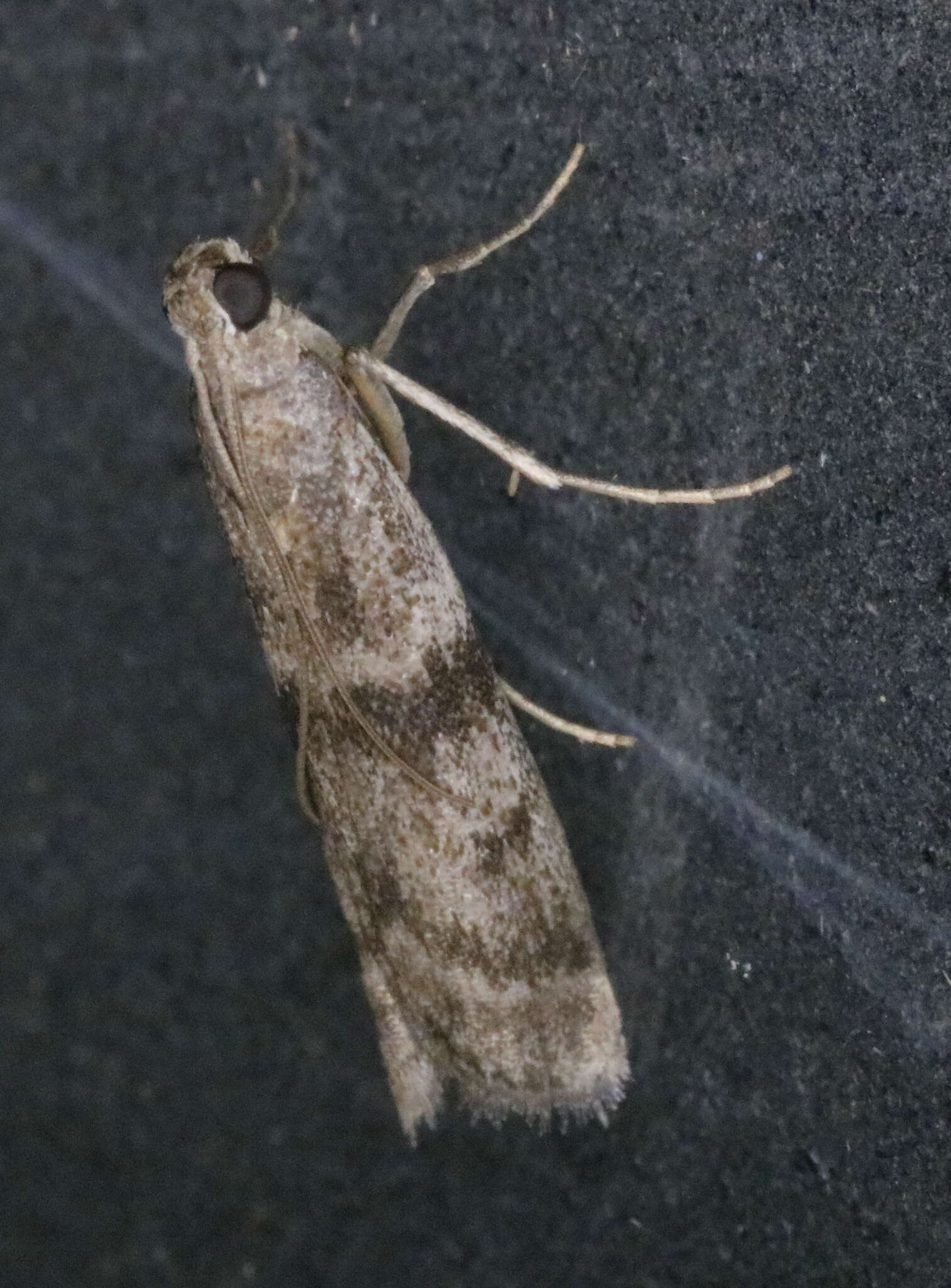 Image of Mediterranean Flour Moth