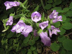 Image of Campanula komarovii Maleev