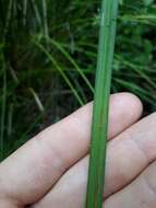 Sivun Carex maorica Hamlin kuva