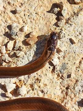 Image of Peninsula Stripeless Snake