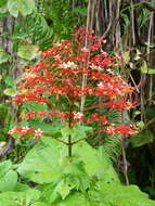 Imagem de Clerodendrum paniculatum L.