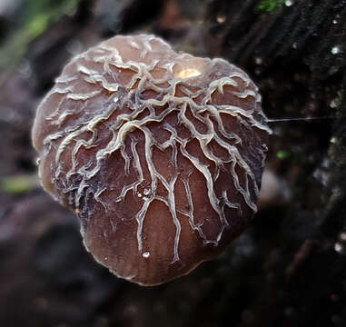 Image of Pluteus thomsonii (Berk. & Broome) Dennis 1948