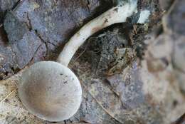 Image of Cortinarius perviolaceus Murrill 1946