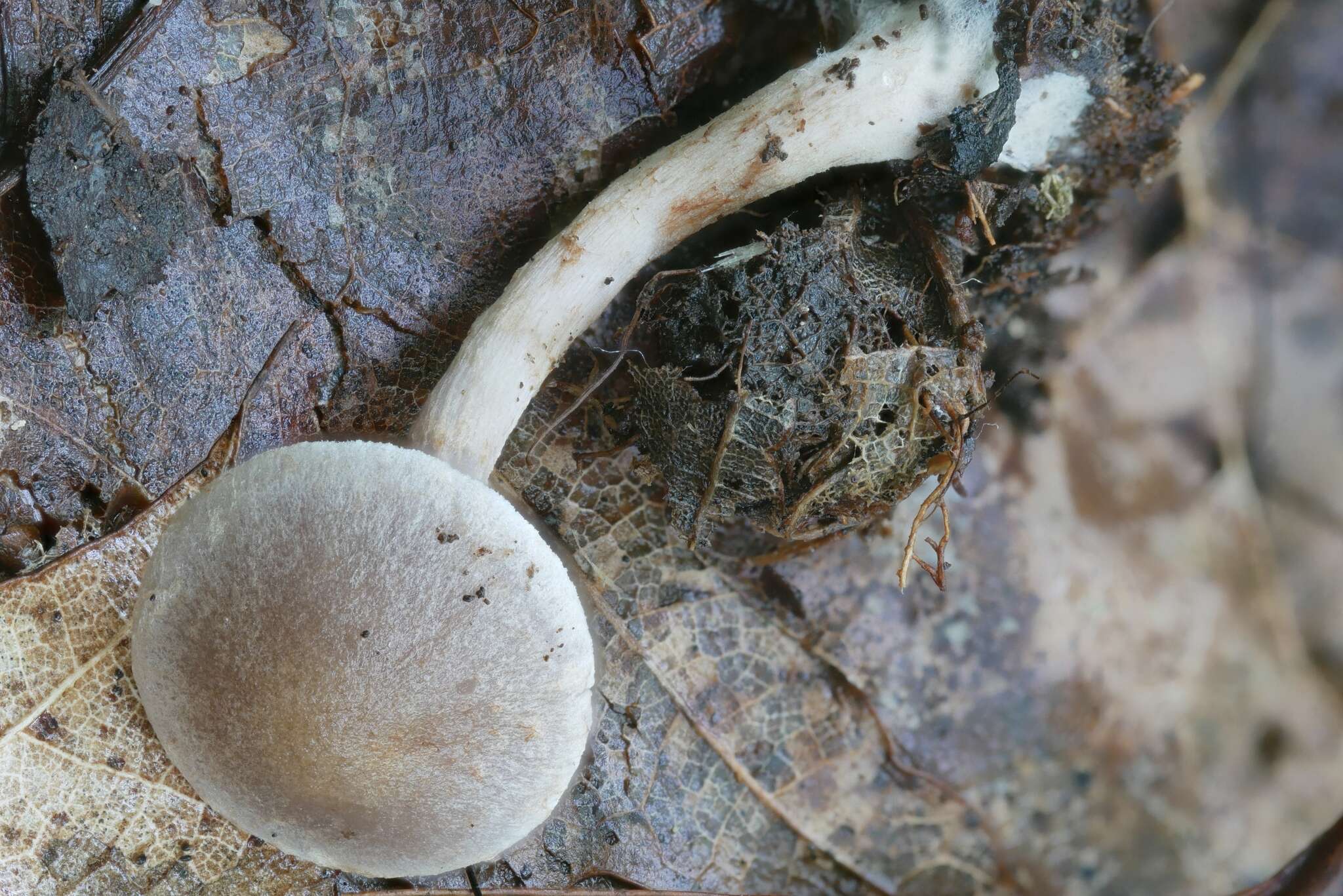 Image of Cortinarius perviolaceus Murrill 1946