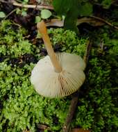 Image of Pluteus pauperculus E. Horak 2008