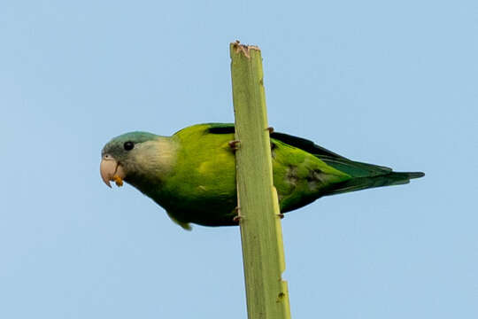 Image of Gray-cheeked Parakeet