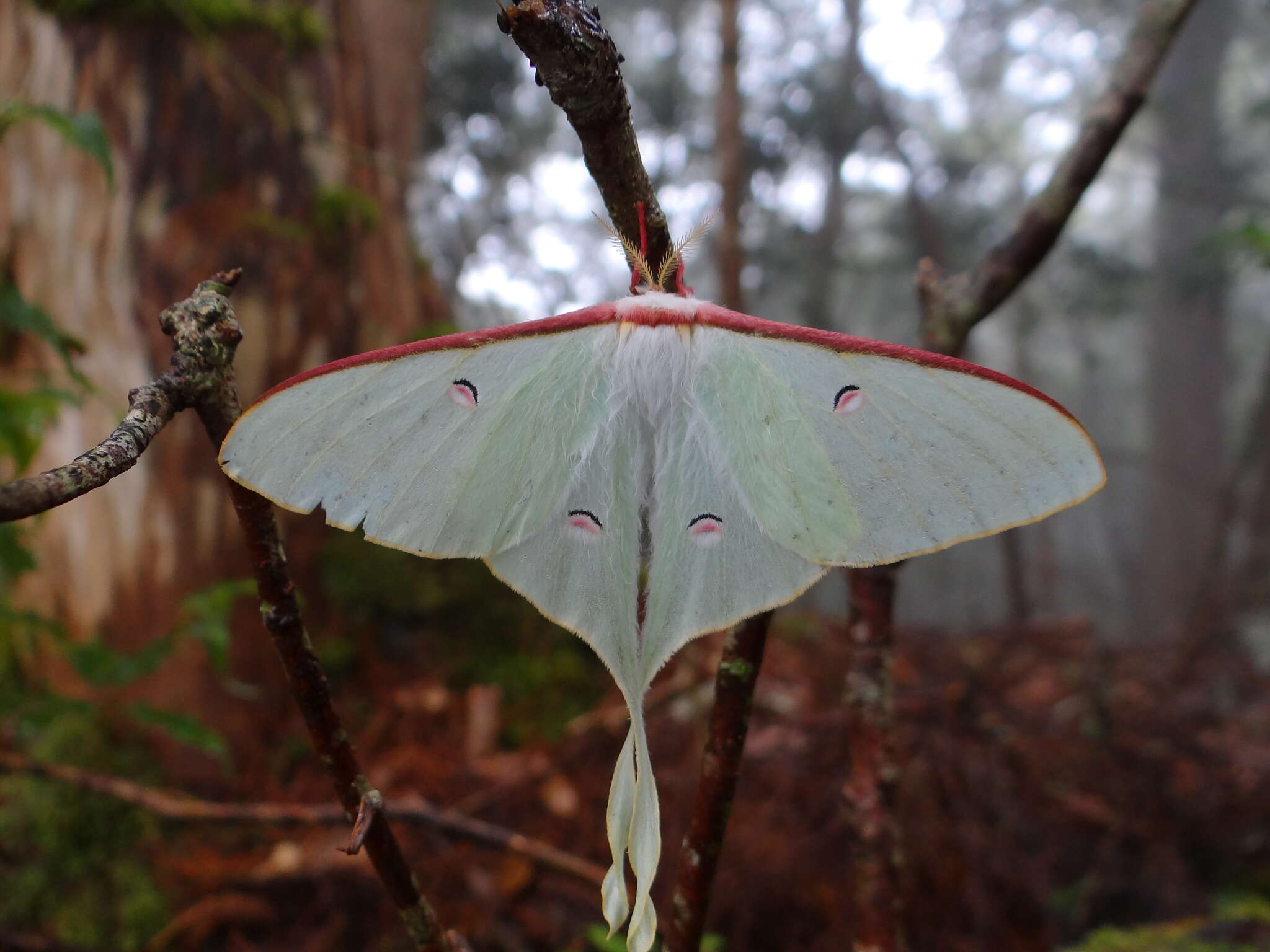 Image of Actias neidhoeferi Ong & Yu 1968