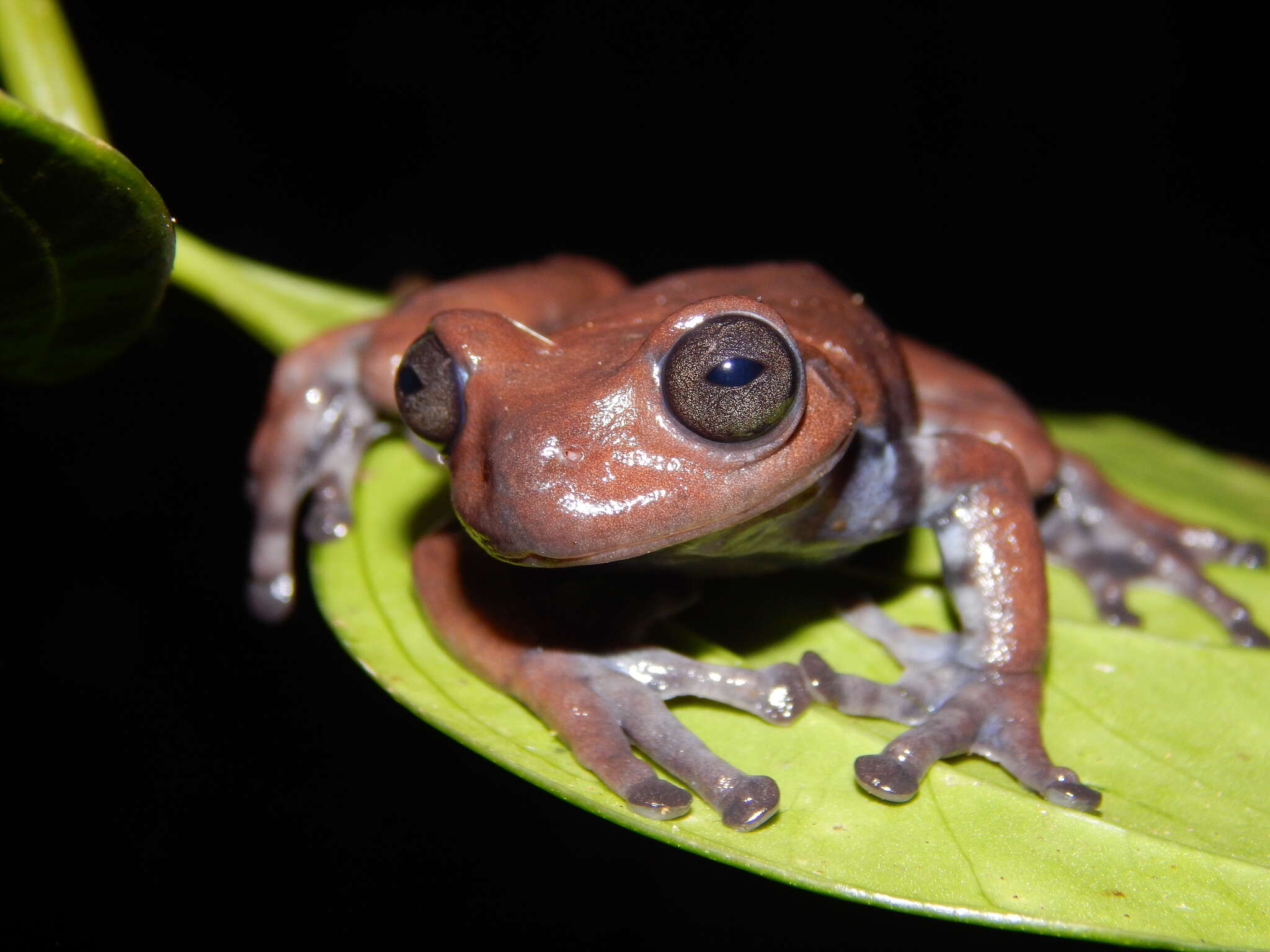 Image of Hyloscirtus antioquia Rivera-Correa & Faivovich 2013