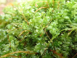 Image of plagiomnium moss