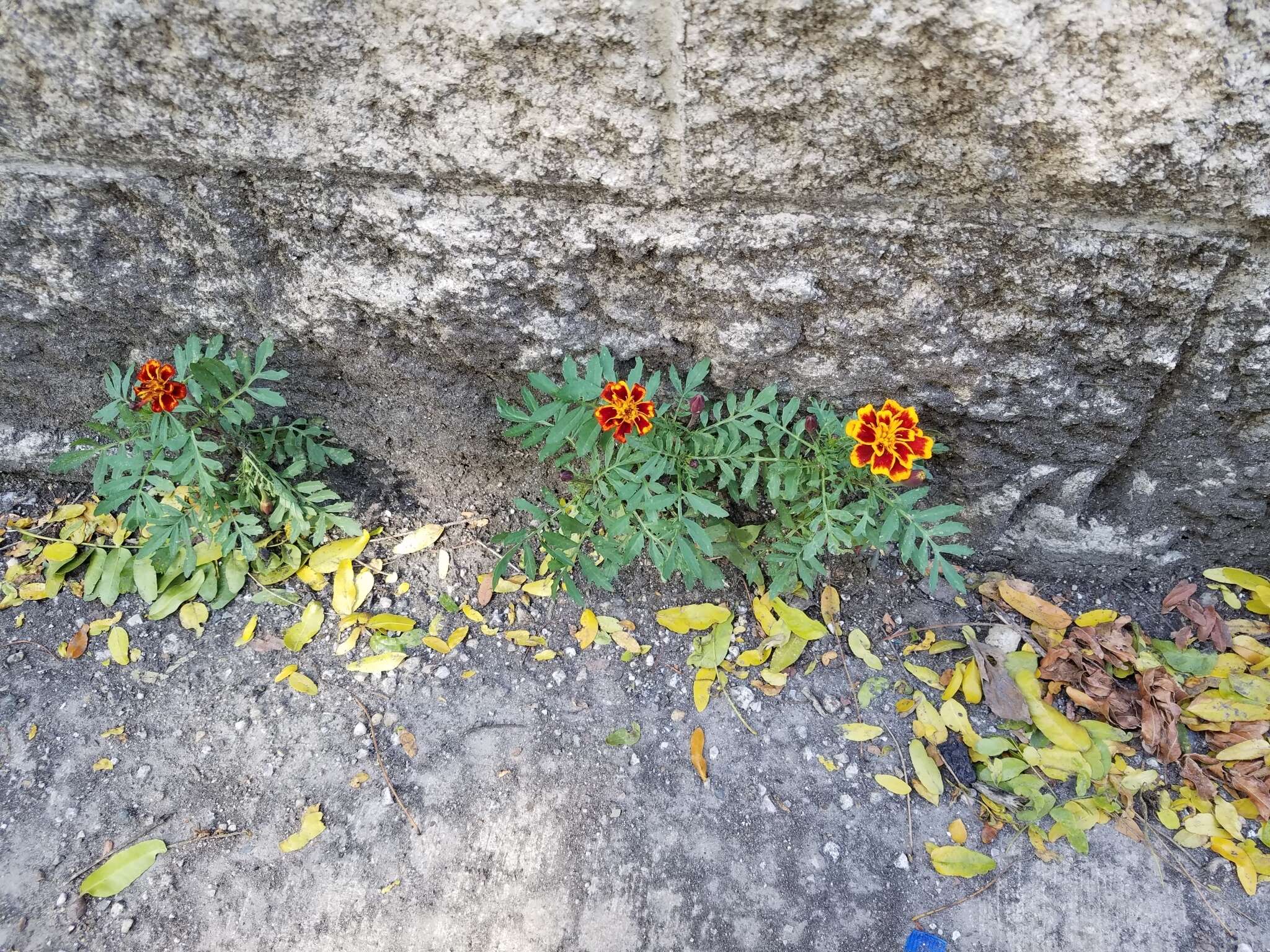 Imagem de Tagetes erecta L.