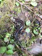 Image of Allegheny Mountain Dusky Salamander