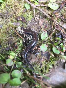 Image of Allegheny Mountain Dusky Salamander