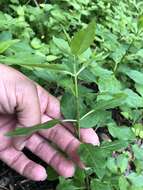 Image of Texas milkweed