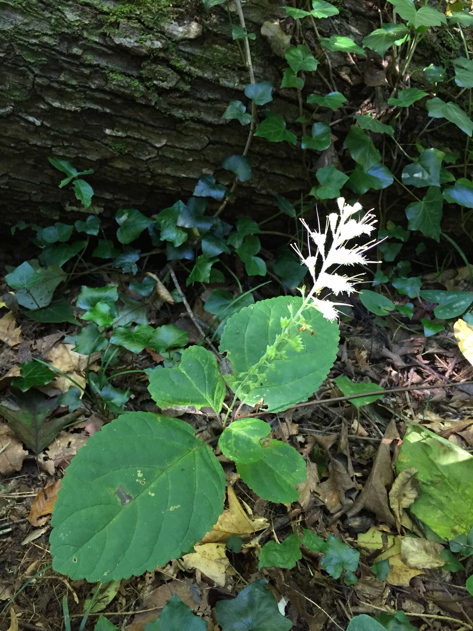 Image of Collinsonia anisata Sims