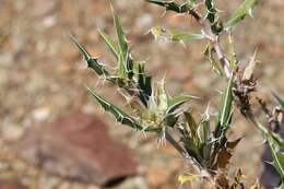 Image of Blepharis fleckii P. G. Meyer