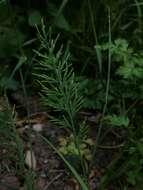 Слика од Catapodium rigidum subsp. rigidum