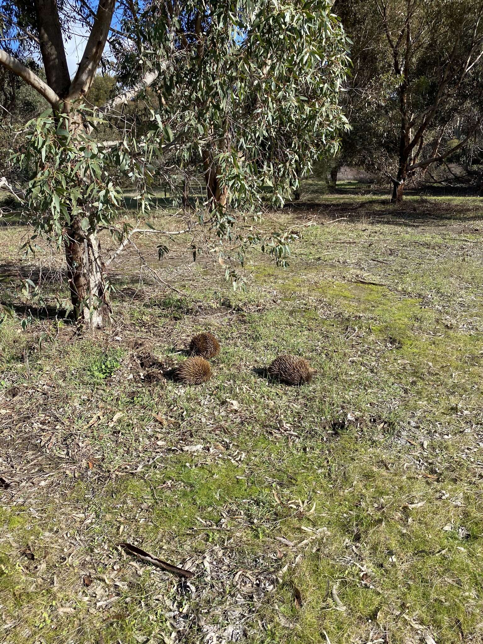 Sivun Tachyglossus aculeatus multiaculeatus (W. Rothschild 1905) kuva