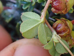 Image de Trifolium breweri S. Watson