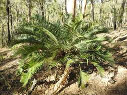 Image of Cycas megacarpa K. D. Hill