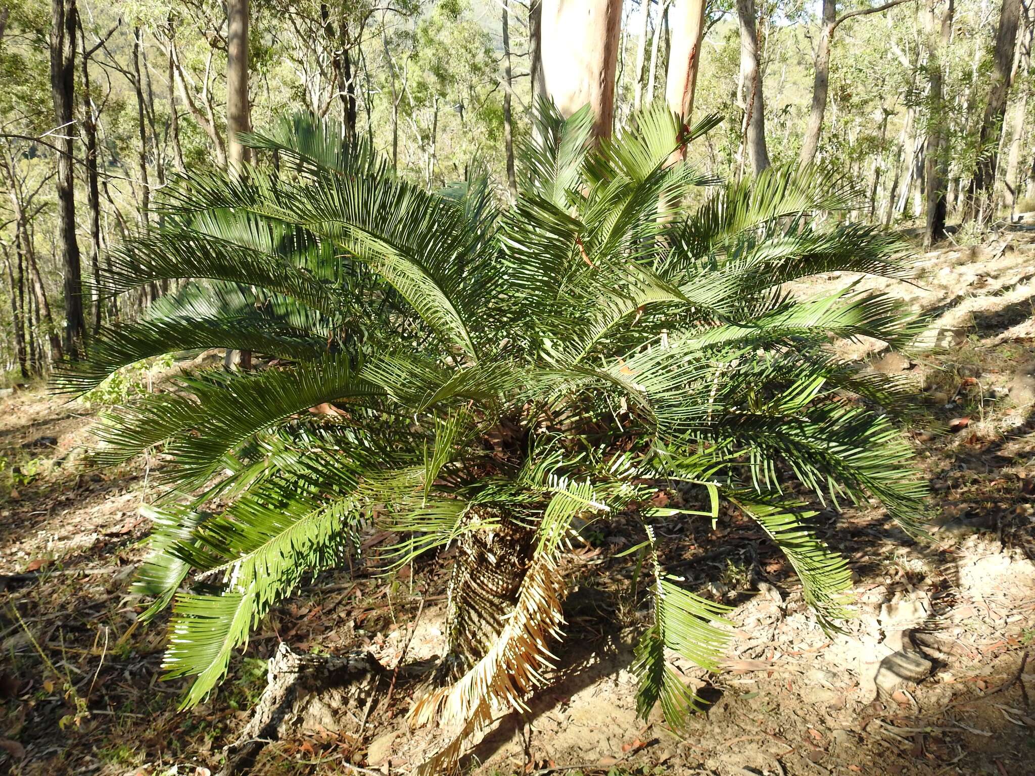 Image of Cycas megacarpa K. D. Hill