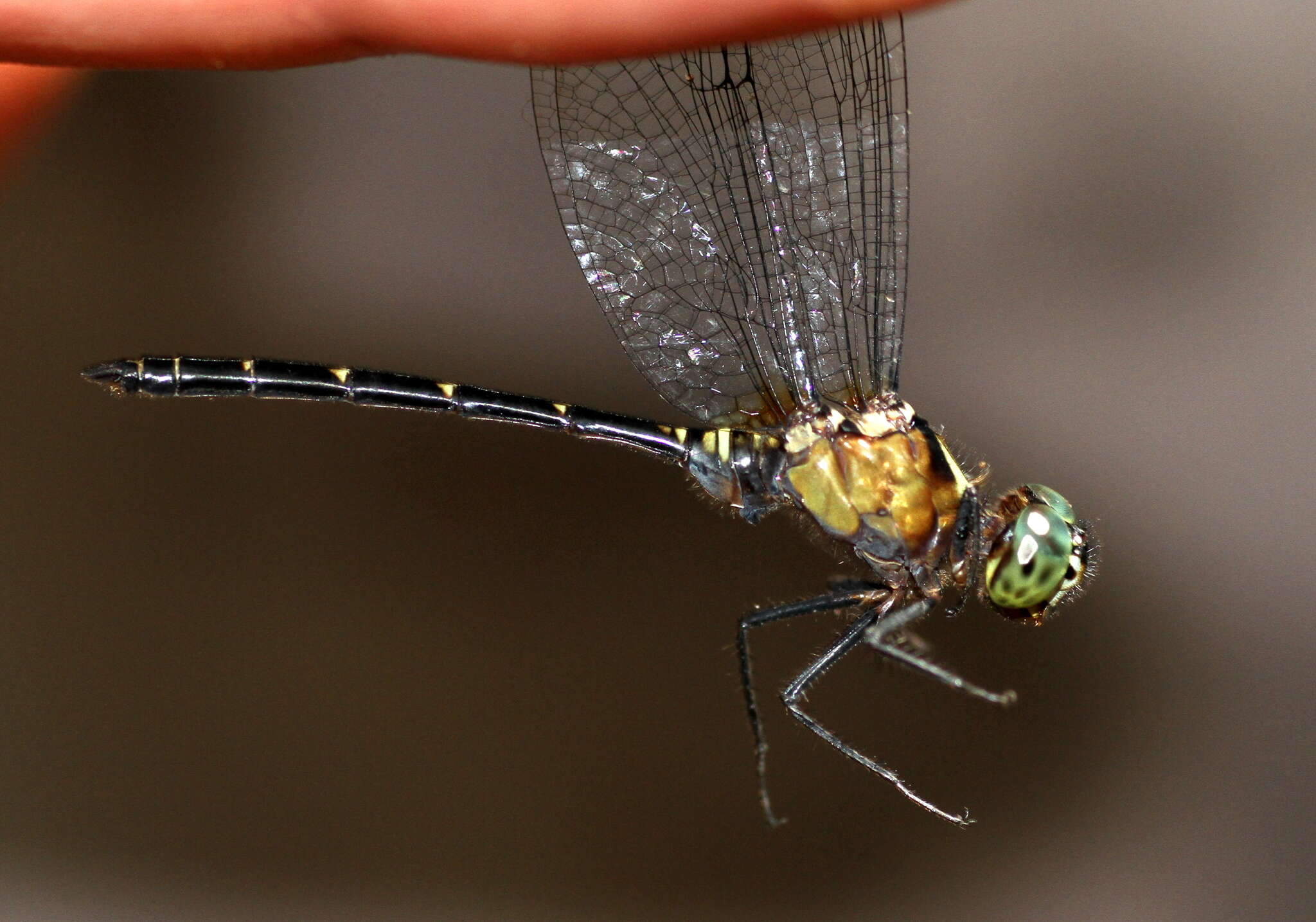 Imagem de Pornothemis serrata Krüger 1902