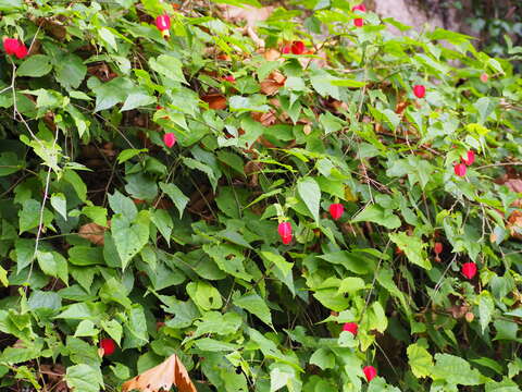 Image of trailing abutilon