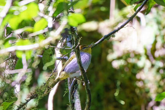 Image of Yellow-throated Warbler