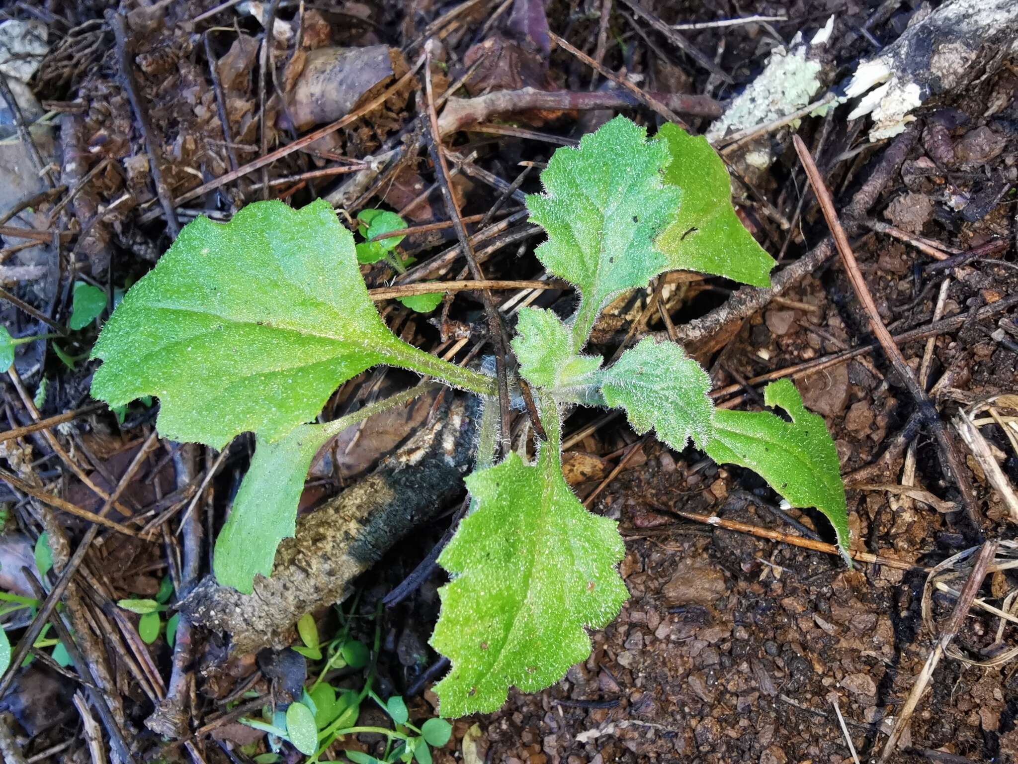 Image of Senecio lividus L.