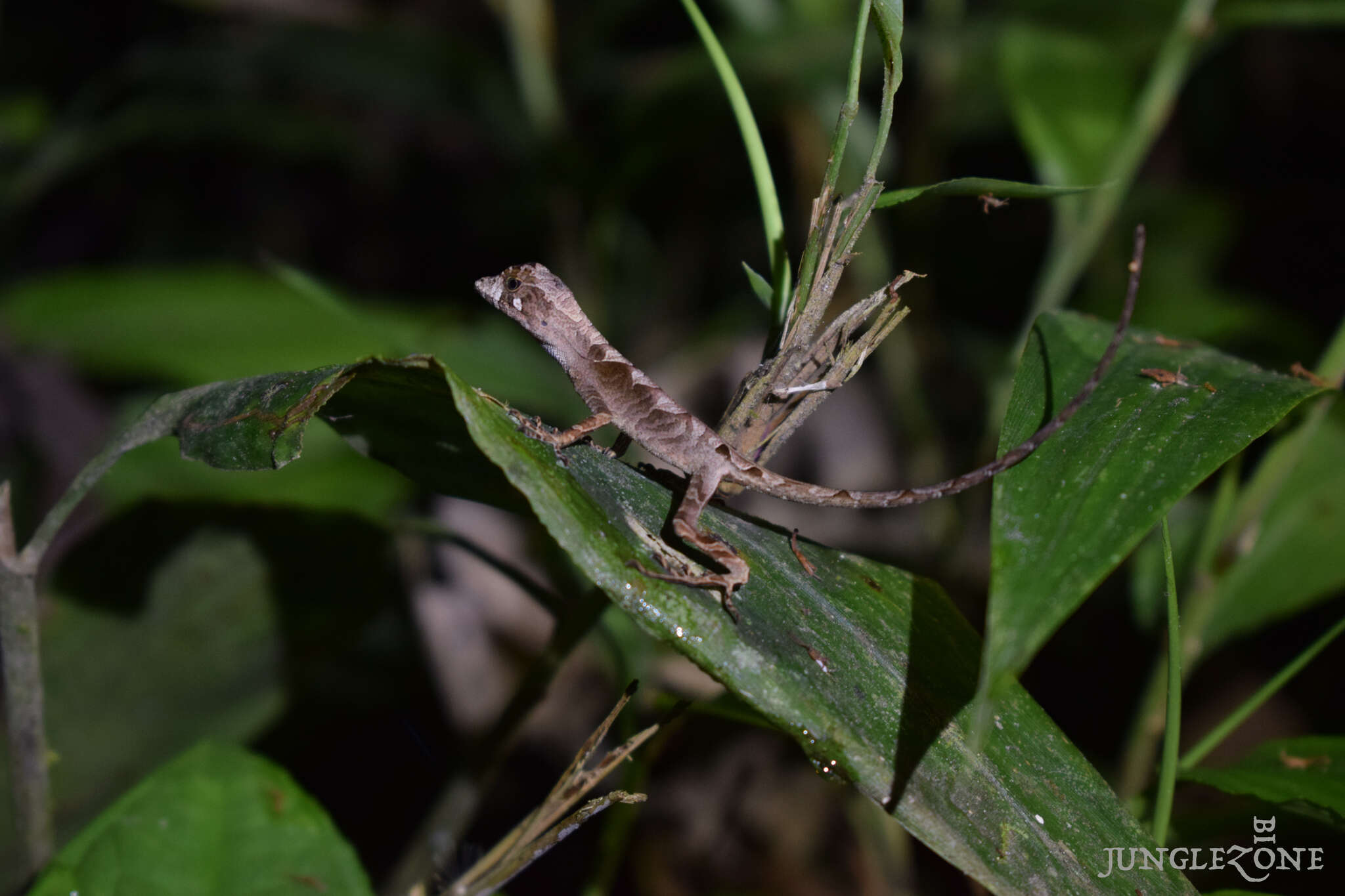 Слика од Anolis scypheus Cope 1864