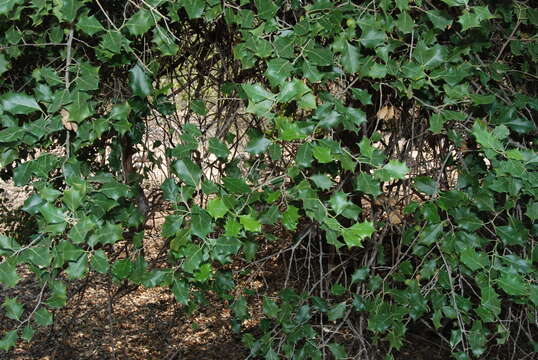 Image of Hyperbaena ilicifolia Standl.