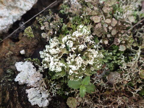 Imagem de Cladonia cervicornis (Ach.) Flot.