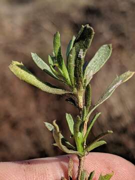 Слика од Isocoma menziesii var. menziesii